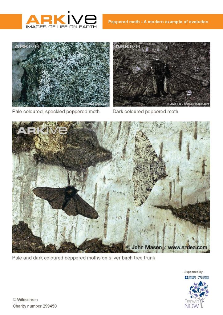 Evolution - Peppered Moth | STEM